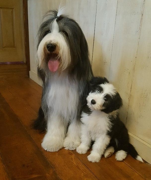 Bearded collie cross store puppies